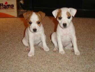 Jack Russell Terrier Wallpaper HD