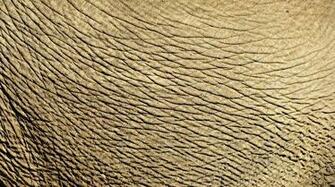 Elephant Skin Wallpaper Image Search Results