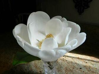 Tag Magnolia Blossom Wallpaper Image Photos Pictures And Background