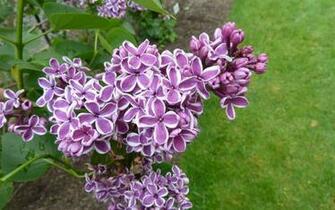Wallpaper Lilacs Bloom Spring Branches Leaves