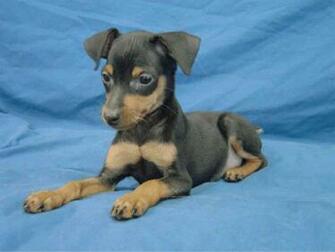 Miniature Pinscher Apps Directories