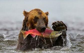 Grizzly Bear With Big Hish In Mouth Trends Wallpaper
