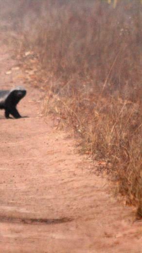 Roads Skunks Honey Badger HD Wallpaper General