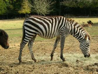Safari Animals Widescreen Wallpaper Hivewallpaper