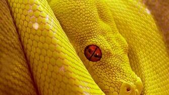 Snake Yellow High Resolution HD