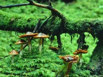 Name Landscape Wallpaper HD Pictures Mushroom