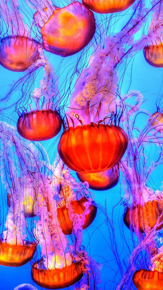 iPhone Wallpaper For Ocean Lovers Preppy