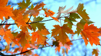 Maple Leaves Branches HD Nature 4k Wallpaper Image Photos And Picture