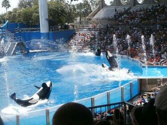 Shamu Show1 By Adorablekitty08