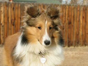Sheltie Wallpaper