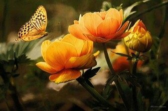 Yellow Rose Flowers Flower HD Wallpaper Image Pictures Tattoos