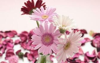 Red White Pink Gerbera Flowers Wallpaper HD Desktop