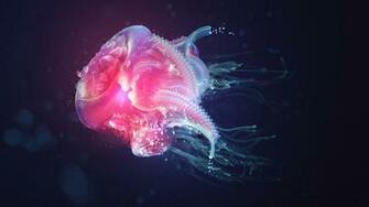 Jellyfish Wallpaper HD