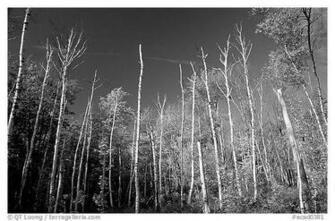 Birch Tree Wallpaper Forest Of White Irch Trees