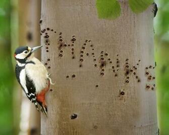 Woodpecker Wallpaper