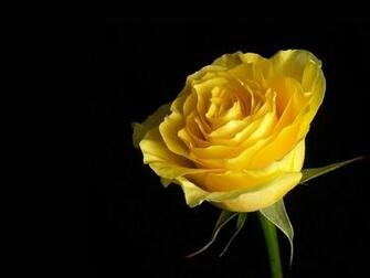 Yellow Rose Flowers Wallpaper For Desktop