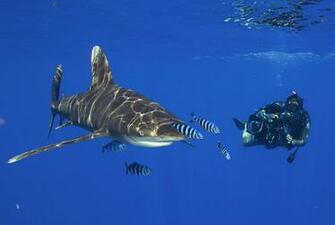 Scuba Diving Diver Ocean Sea Underwater Shark Wallpaper Background