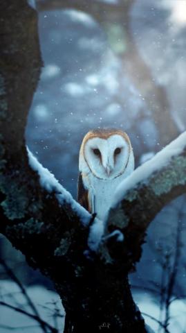 Animal Barn Owl Wallpaper Id