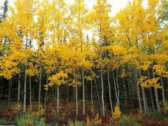 Photos Birch Forest Photo Gallery HD Wallpaper