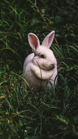 Cute White Rabbits Wallpaper