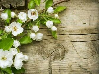 Spring Flowers One HD Wallpaper Pictures Background