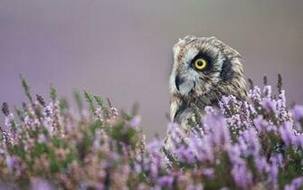 Owl Wallpaper Background