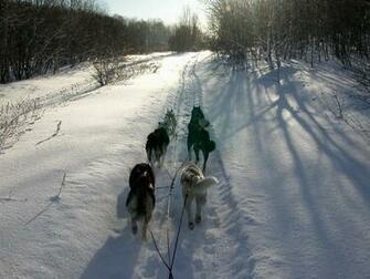 Snowy Winter Dog Mushing Season Wallpaper Resolution