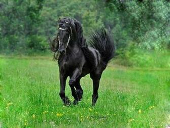 Wallpaper Horse High Quality Background For Mobile iPhone