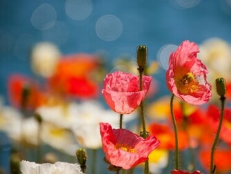 Poppy Flowers Wallpaper
