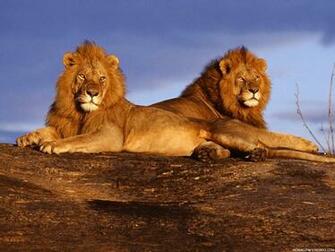 Lion Wallpaper Desktop HD