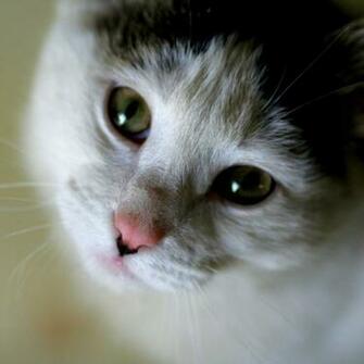 Cute Cat Face iPad Wallpaper Mini Background Photo Image
