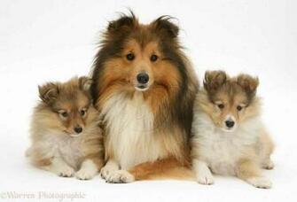 Shetland Sheepdog Wallpaper HD