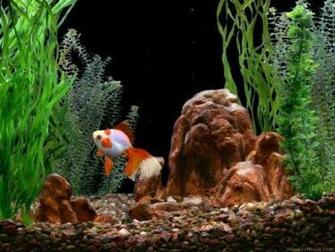 Goldfish Aquarium Is Also Compatible With