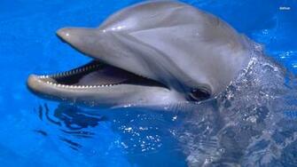 Dolphin Wallpaper Desktop HD
