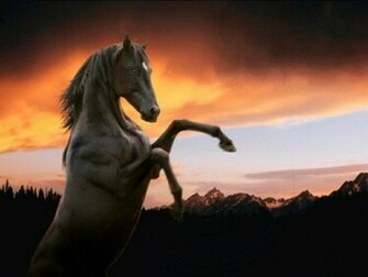 Animals Horses Vision Of Horse Dressage Wallpaper
