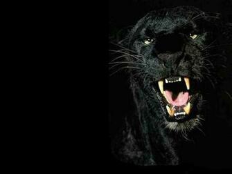 Cats Black Panthers Panther Animal Photos Pictures Animals