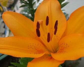 Orange Lilly Desktop Pc And Mac Wallpaper