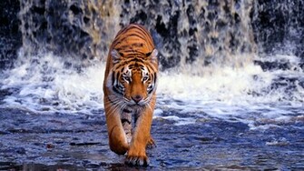 X Theme Full HD Widescreen Type Wallpaper For