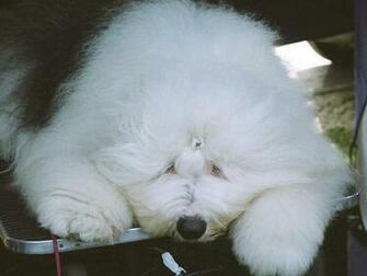 Old English Sheepdog Funny Fac Wallpaper