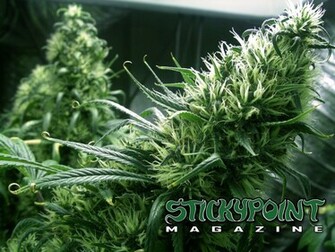 Cannabis Wallpaper