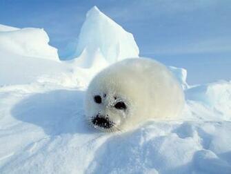 Harp Seal Wallpaper Pixel Popular HD