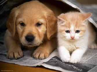 Cute Baby Kittens And Puppies HD Wallpaper In Animals