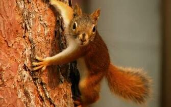 Wild Animals Wallpaper