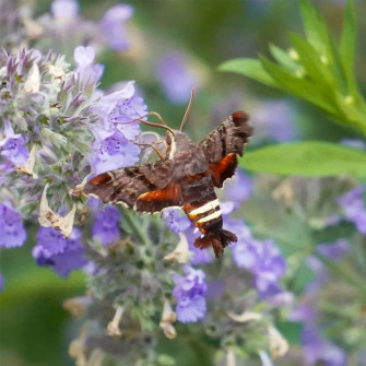 Sphinx Moth Wallpaper