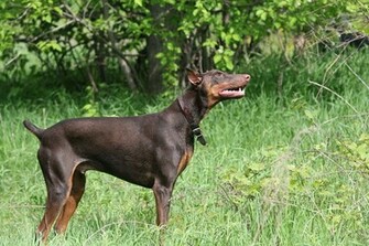 Doberman Pinscher Pictures Wallpaper Of