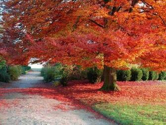 Autumn Scene Background Wallpaper For Desktop