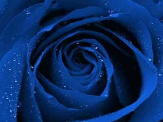 Blue Rose Wallpaper HD