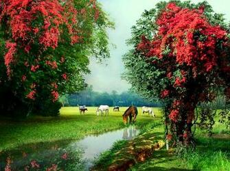 Springtime Grazing Wallpaper Mela