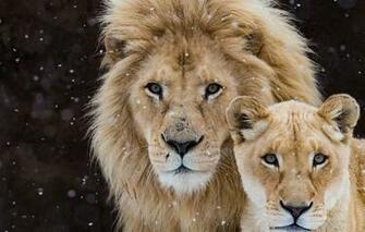 Wallpaper Look The Dark Background Leo Pair Wild Cats Lions