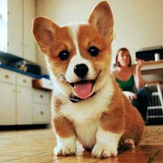 Cute Corgi Dogs